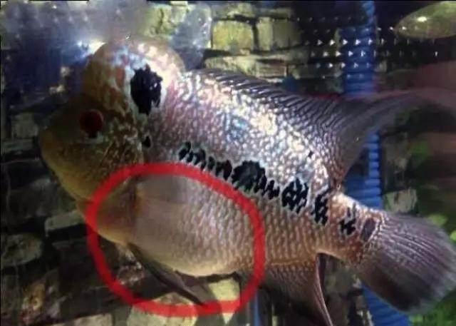 五个月宝宝肚子胀怎么办？全面解析应对之策